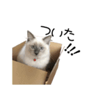 子猫の生活 2020（個別スタンプ：32）
