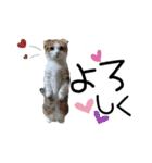 子猫の生活 2020（個別スタンプ：33）