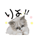 子猫の生活 2020（個別スタンプ：35）