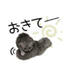 子猫の生活 2020（個別スタンプ：37）