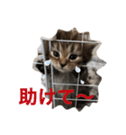 子猫の生活 2020（個別スタンプ：38）