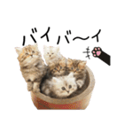 子猫の生活 2020（個別スタンプ：39）