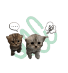 子猫の生活 2020（個別スタンプ：40）