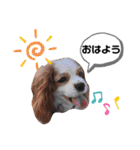 うちのキャバリア12（個別スタンプ：1）