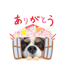 うちのキャバリア12（個別スタンプ：9）