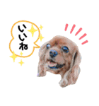 うちのキャバリア12（個別スタンプ：10）