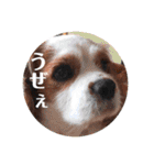 うちのキャバリア12（個別スタンプ：14）