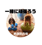 うちのキャバリア12（個別スタンプ：20）
