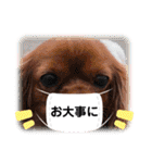 うちのキャバリア12（個別スタンプ：27）