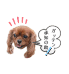 うちのキャバリア12（個別スタンプ：28）