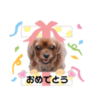 うちのキャバリア12（個別スタンプ：36）