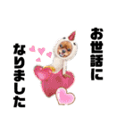 うちのキャバリア12（個別スタンプ：38）