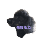 ボクの名前はかふぇ（個別スタンプ：3）