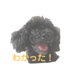 ボクの名前はかふぇ（個別スタンプ：7）