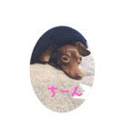 mix犬ララの巻（個別スタンプ：3）