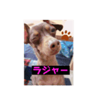 mix犬ララの巻（個別スタンプ：5）