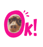 mix犬ララの巻（個別スタンプ：6）