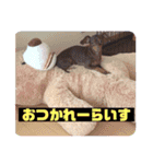 mix犬ララの巻（個別スタンプ：9）