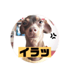 mix犬ララの巻（個別スタンプ：14）