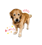 ゴールデンーだいちゃん（個別スタンプ：2）