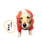ゴールデンーだいちゃん（個別スタンプ：10）