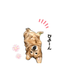ゴールデンーだいちゃん（個別スタンプ：13）