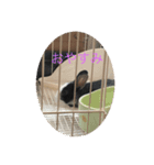 ウサギダン・・（個別スタンプ：2）