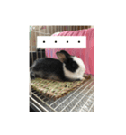 ウサギダン・・（個別スタンプ：3）