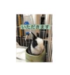 ウサギダン・・（個別スタンプ：4）