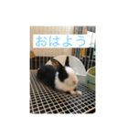 ウサギダン・・（個別スタンプ：6）