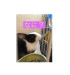 ウサギダン・・（個別スタンプ：7）