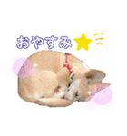 チワワコーギーのミルク（個別スタンプ：3）