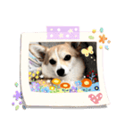 チワワコーギーのミルク（個別スタンプ：24）