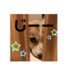 チワワコーギーのミルク（個別スタンプ：36）