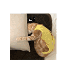 ゆりにゃんの日常（個別スタンプ：22）