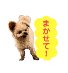 ポメプー＊パンのスタンプ（個別スタンプ：2）