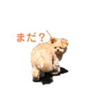 ポメプー＊パンのスタンプ（個別スタンプ：3）