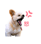 ポメプー＊パンのスタンプ（個別スタンプ：4）