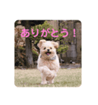 ポメプー＊パンのスタンプ（個別スタンプ：6）