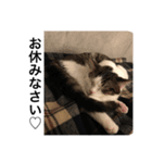 猫のネコちゃん①（個別スタンプ：2）
