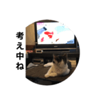 猫のネコちゃん①（個別スタンプ：5）