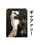 猫のネコちゃん①（個別スタンプ：6）