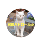 私による私の為だけの推しスタ（個別スタンプ：8）