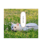 私による私の為だけの推しスタ（個別スタンプ：20）