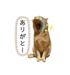 ねこねこニャンニャン（個別スタンプ：4）