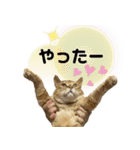ねこねこニャンニャン（個別スタンプ：6）