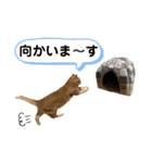 ねこねこニャンニャン（個別スタンプ：8）