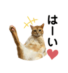 ねこねこニャンニャン（個別スタンプ：12）