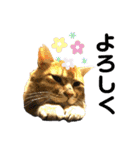 ねこねこニャンニャン（個別スタンプ：13）
