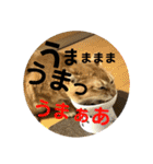 ねこねこニャンニャン（個別スタンプ：15）